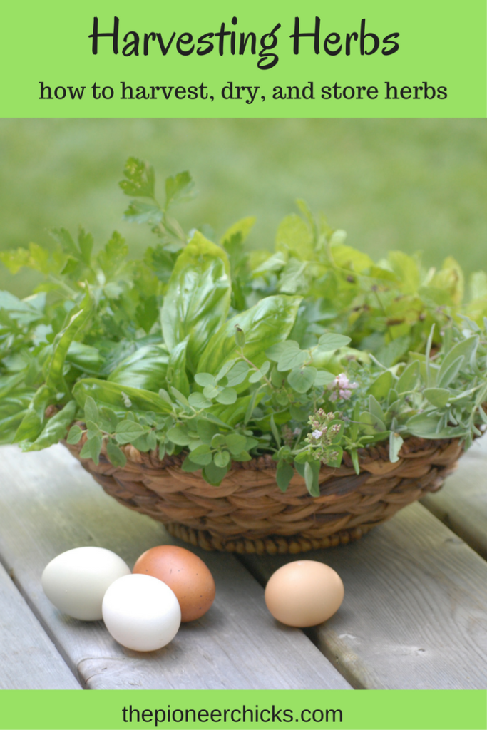 Harvesting Herbs- harvesting, drying, and storing herbs - The Pioneer ...