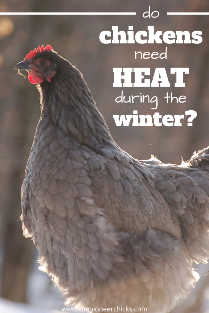 do chickens need heat The Pioneer Chicks