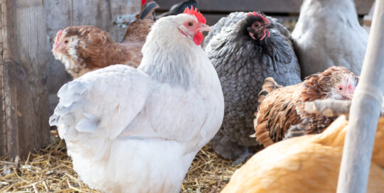 an opal Orpington hen with her flock