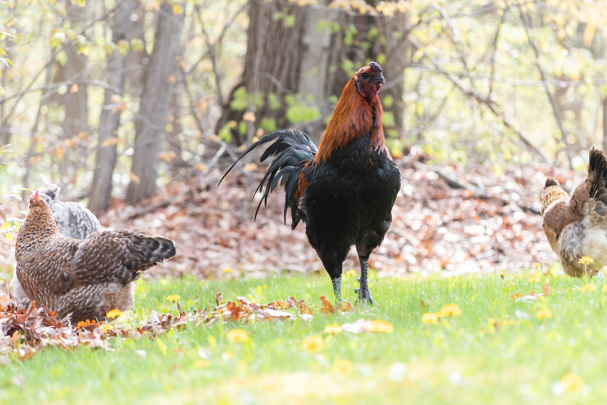 What to do with an Aggressive Rooster - The Pioneer Chicks